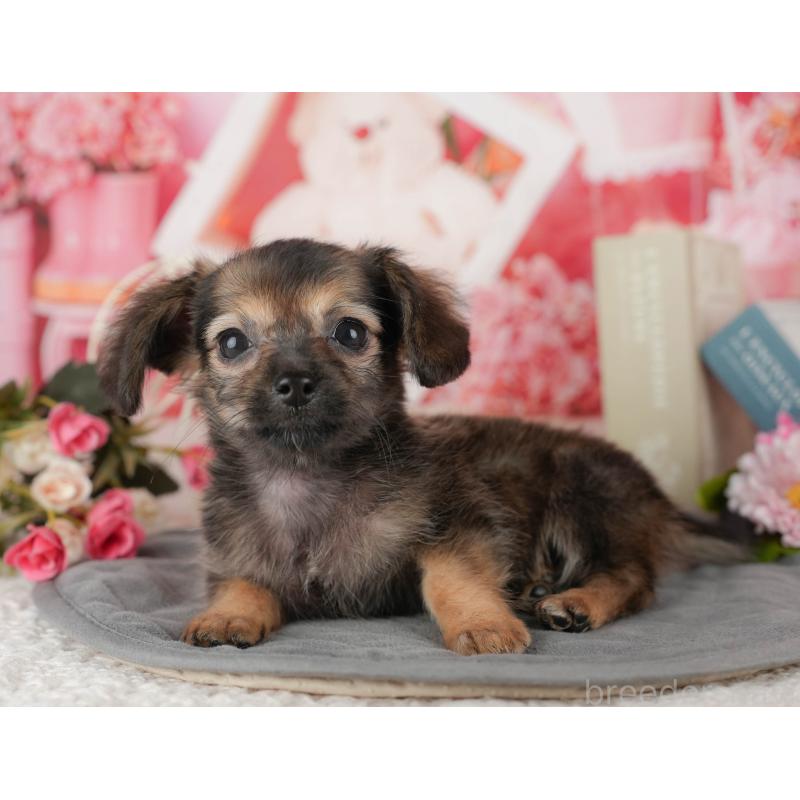 販売中の埼玉県のチワックス:チワワ×ミニチュアダックスフンド-443861の10枚目