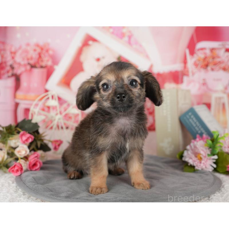 販売中の埼玉県のチワックス:チワワ×ミニチュアダックスフンド-443861の8枚目