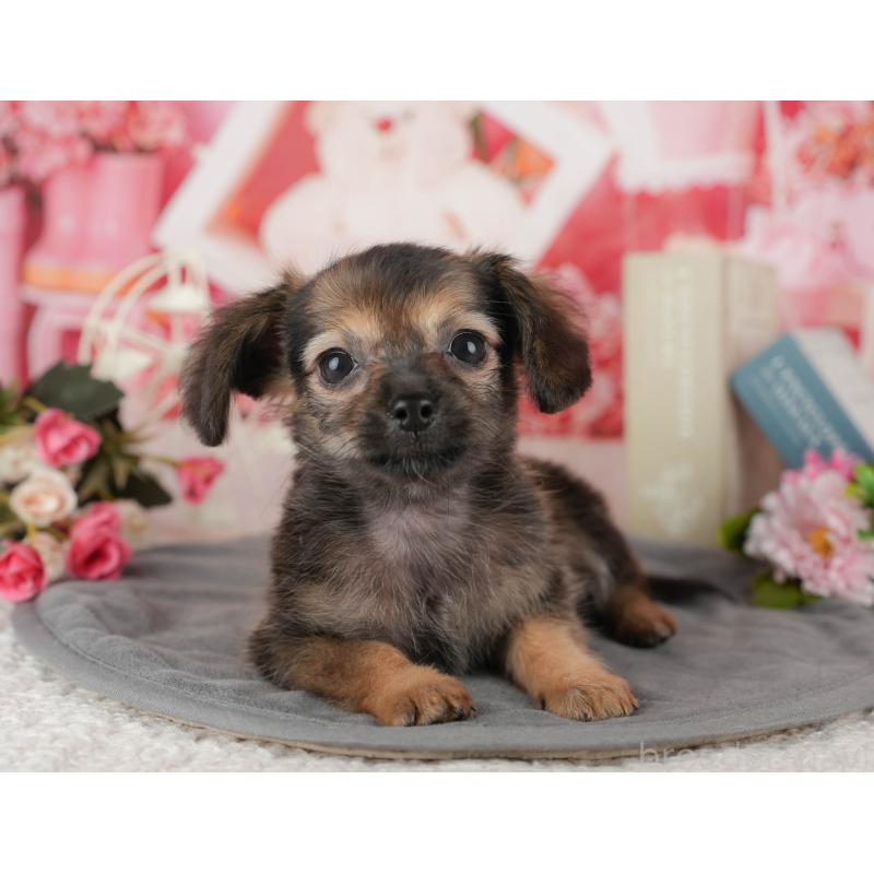 販売中の埼玉県のチワックス:チワワ×ミニチュアダックスフンド-443861の6枚目