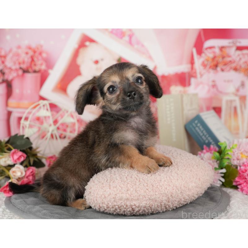 販売中の埼玉県のチワックス:チワワ×ミニチュアダックスフンド-443861の5枚目