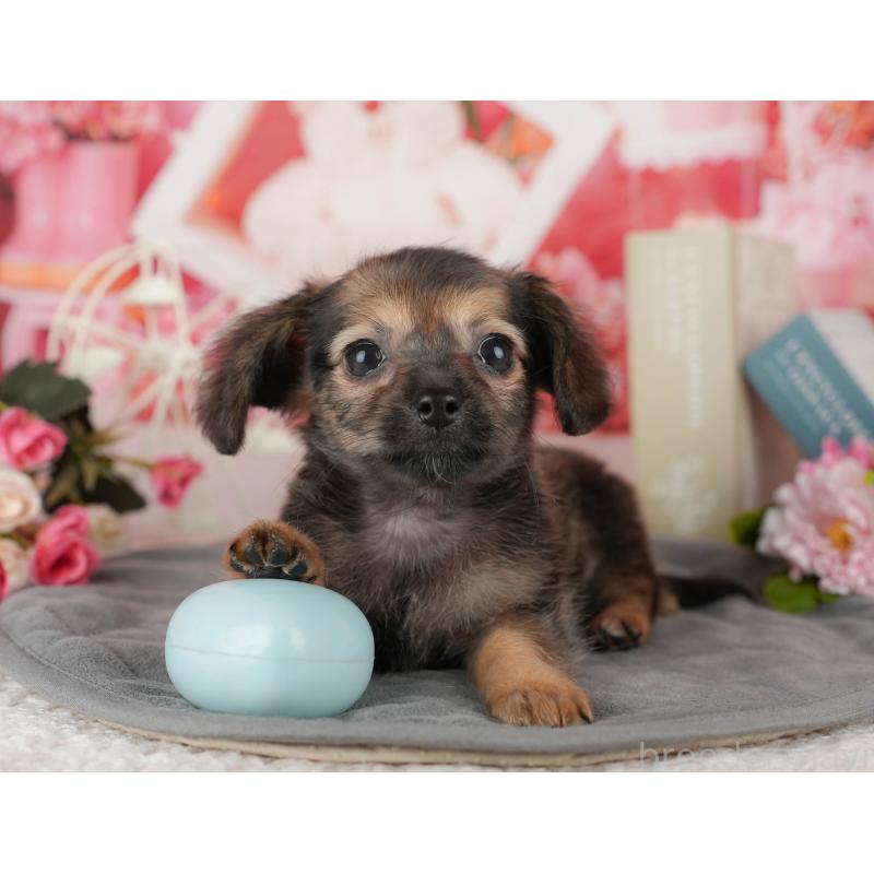 販売中の埼玉県のチワックス:チワワ×ミニチュアダックスフンド-443861の4枚目