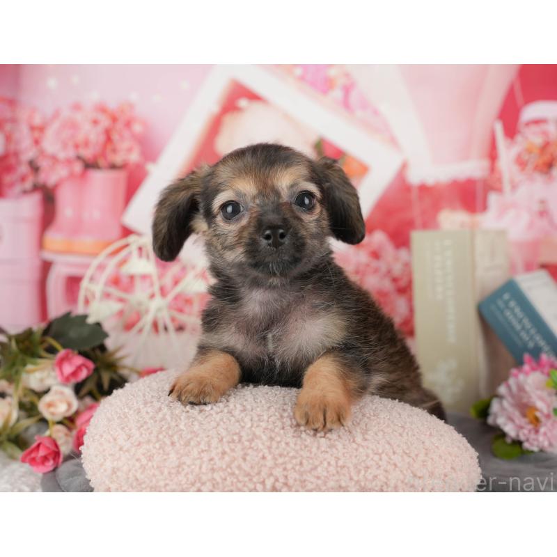 販売中の埼玉県のチワックス:チワワ×ミニチュアダックスフンド-443861の3枚目