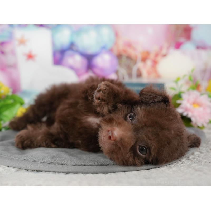 販売中の埼玉県のトイプードル-443853の10枚目