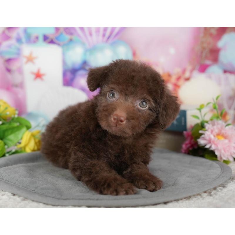 販売中の埼玉県のトイプードル-443853の9枚目