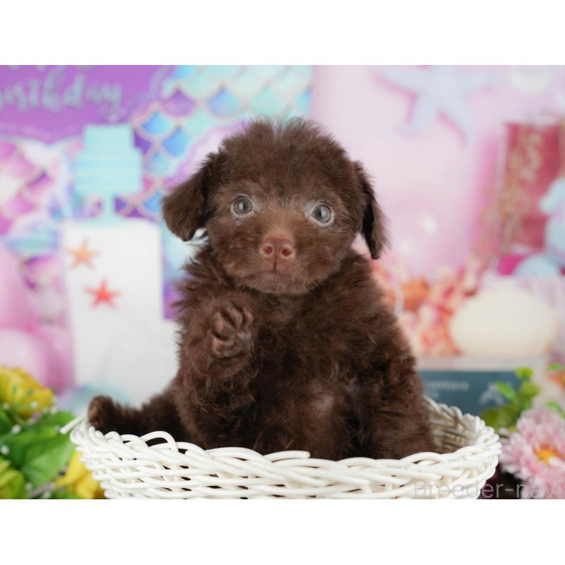 販売中の埼玉県のトイプードル-443853の8枚目