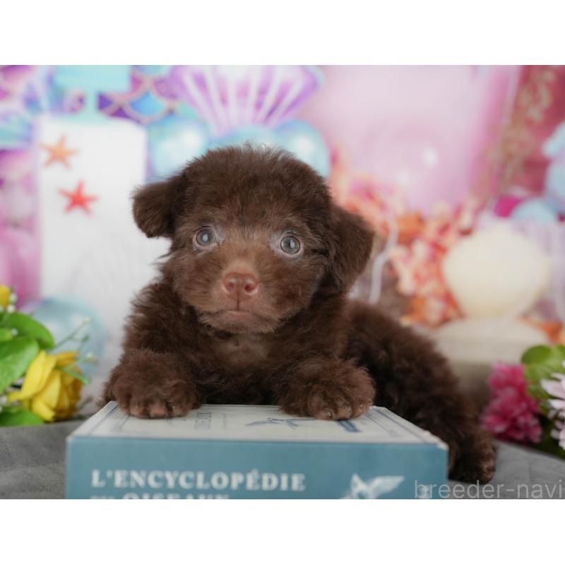 販売中の埼玉県のトイプードル-443853の7枚目