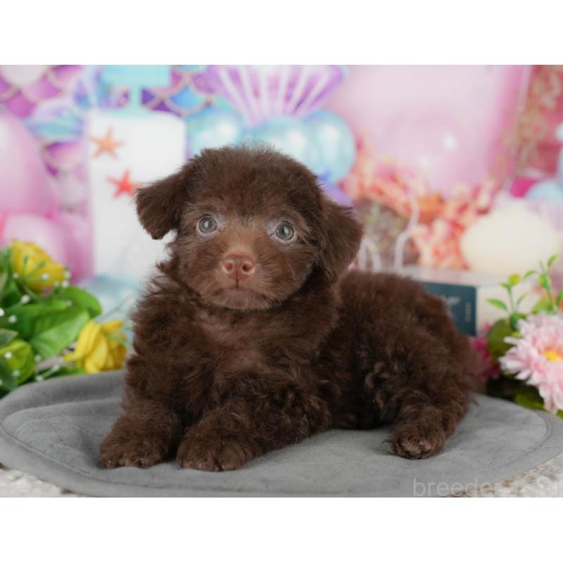 販売中の埼玉県のトイプードル-443853の6枚目