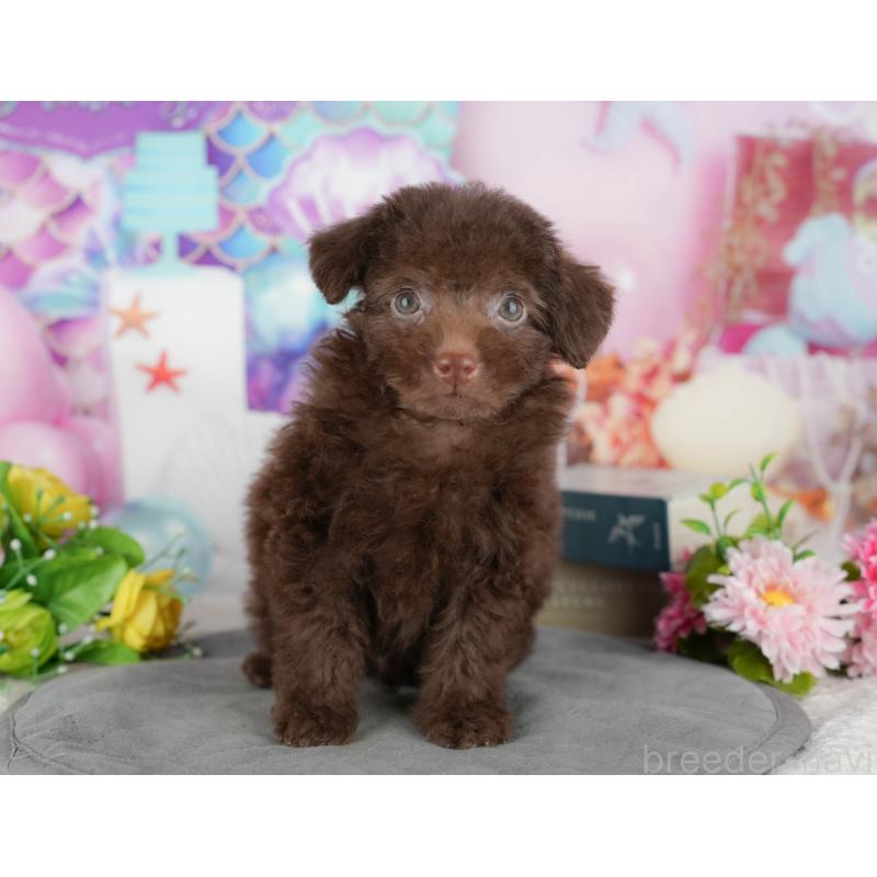 販売中の埼玉県のトイプードル-443853の3枚目