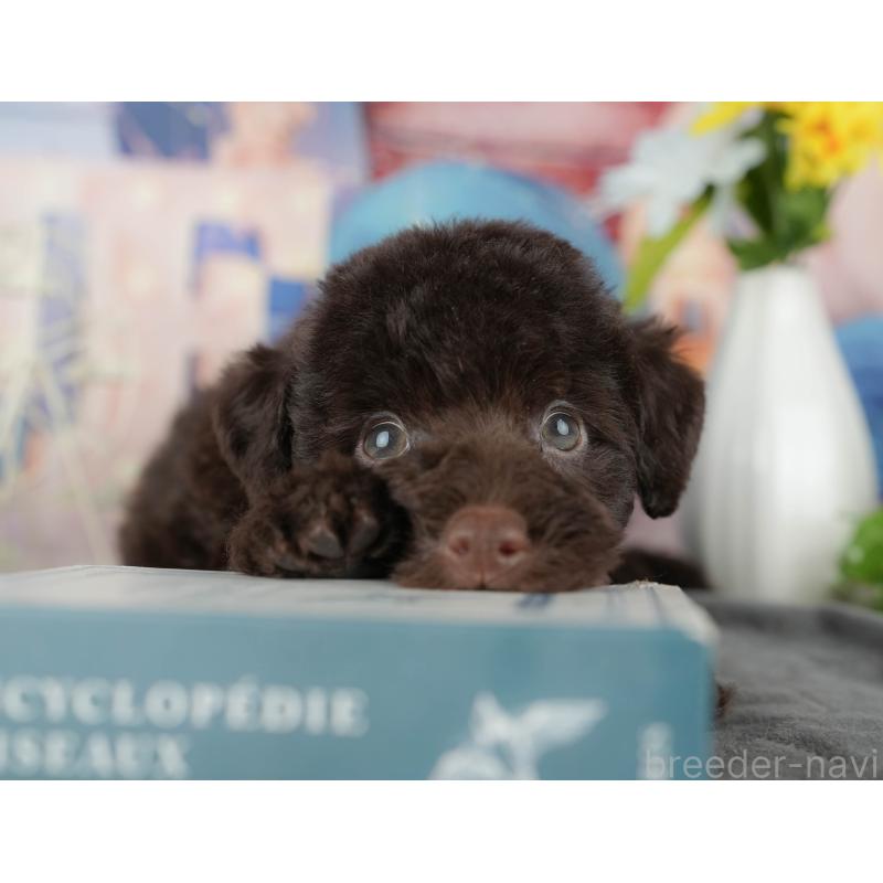 販売中の埼玉県のトイプードル-443851の11枚目