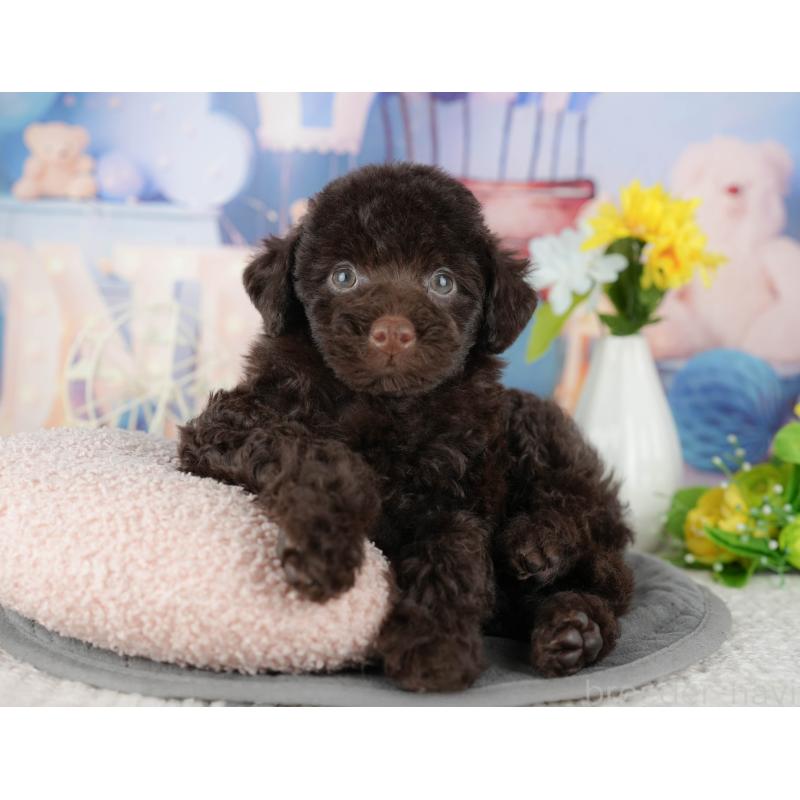 販売中の埼玉県のトイプードル-443851の10枚目