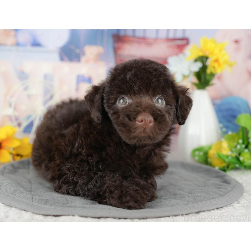 販売中の埼玉県のトイプードル-443851の6枚目