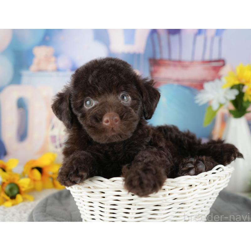 販売中の埼玉県のトイプードル-443851の4枚目