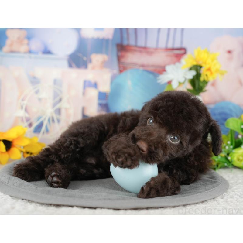 販売中の埼玉県のトイプードル-443851の3枚目