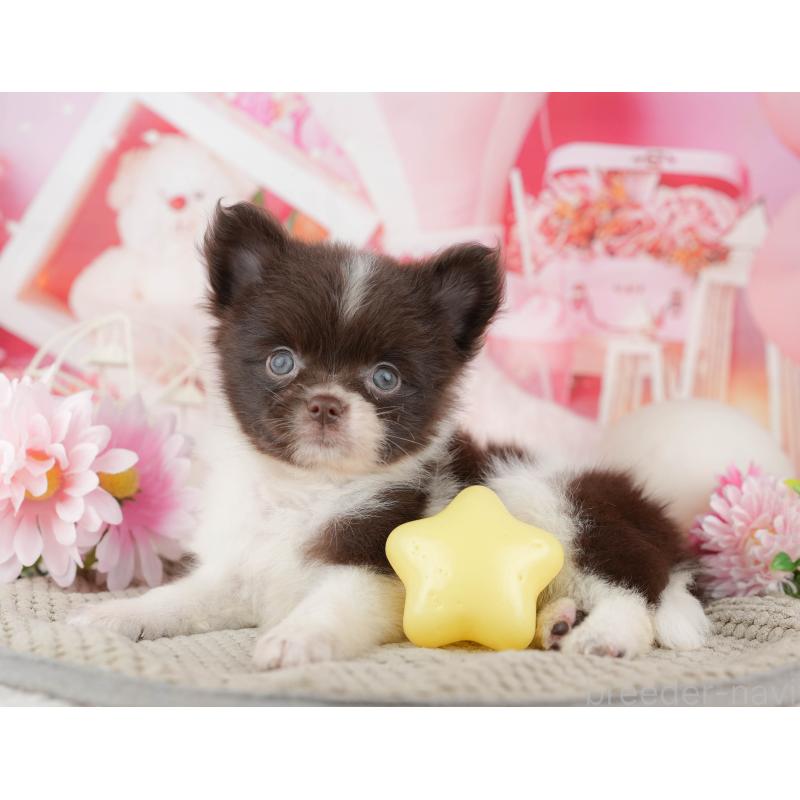 商談中の埼玉県のポメチワ:ポメラニアン×チワワ-443850の10枚目