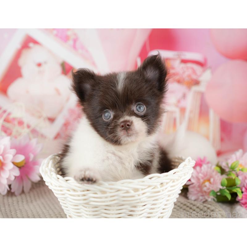 商談中の埼玉県のポメチワ:ポメラニアン×チワワ-443850の9枚目