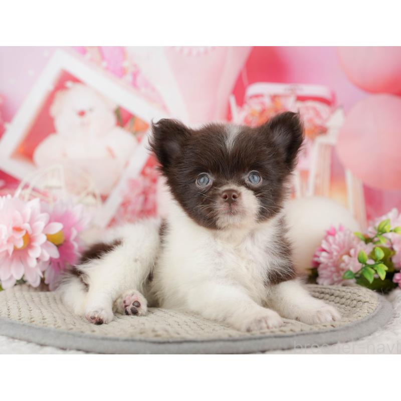 商談中の埼玉県のポメチワ:ポメラニアン×チワワ-443850の7枚目