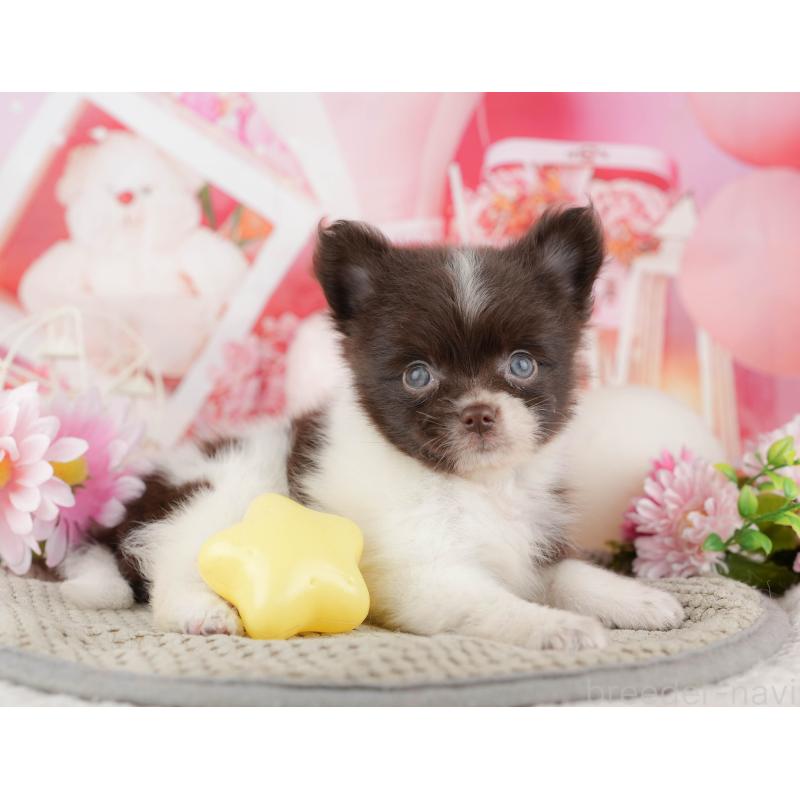 商談中の埼玉県のポメチワ:ポメラニアン×チワワ-443850の5枚目