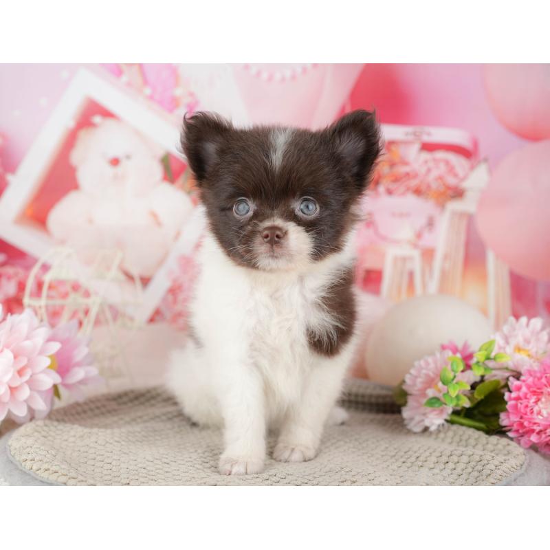 商談中の埼玉県のポメチワ:ポメラニアン×チワワ-443850の4枚目