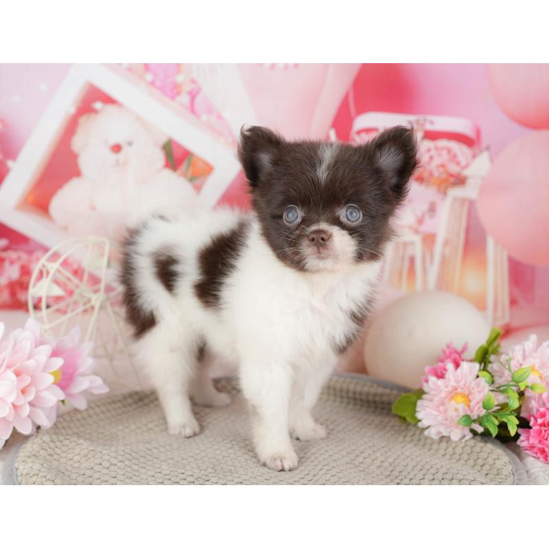 商談中の埼玉県のポメチワ:ポメラニアン×チワワ-443850の3枚目