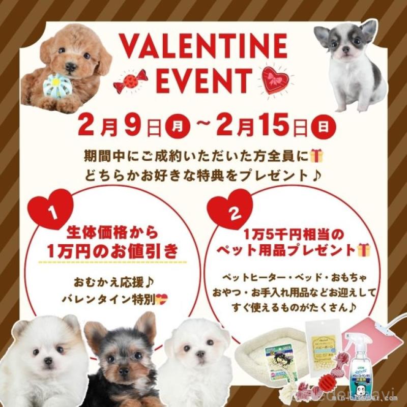 販売中の埼玉県のミックス犬-443843の16枚目