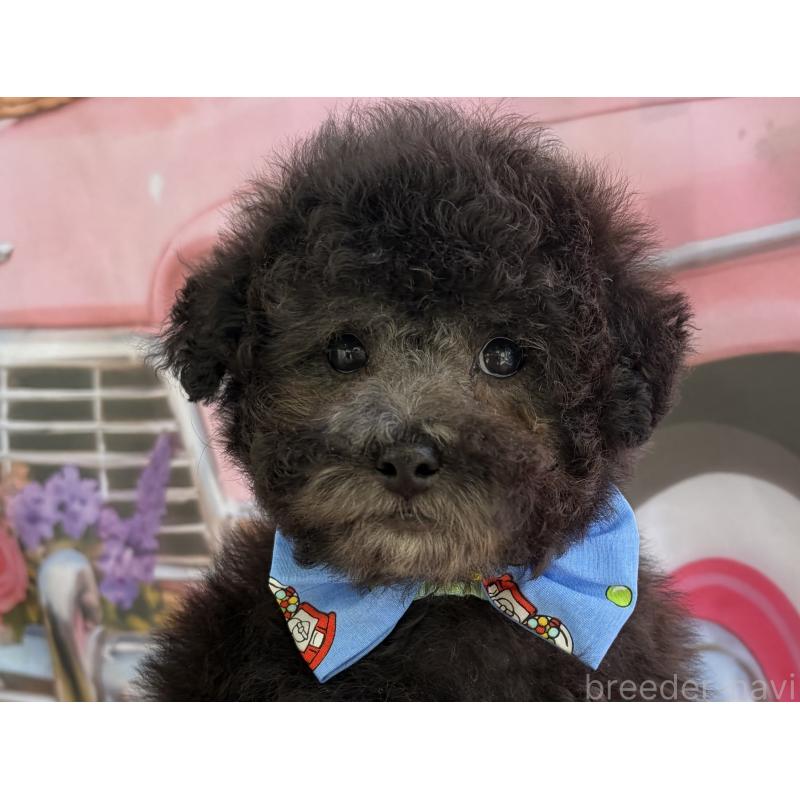 販売中の三重県のタイニープードル-436396の3枚目