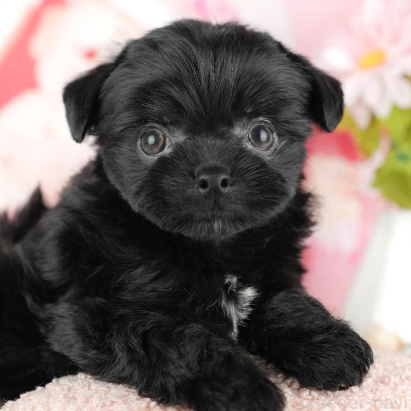 販売中ののミックス犬-443843