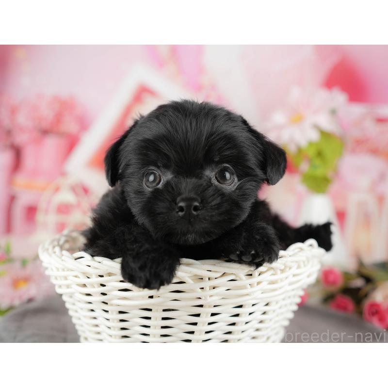 販売中の埼玉県のミックス犬-443843の11枚目