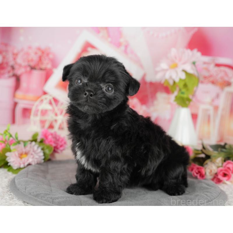 販売中の埼玉県のミックス犬-443843の10枚目