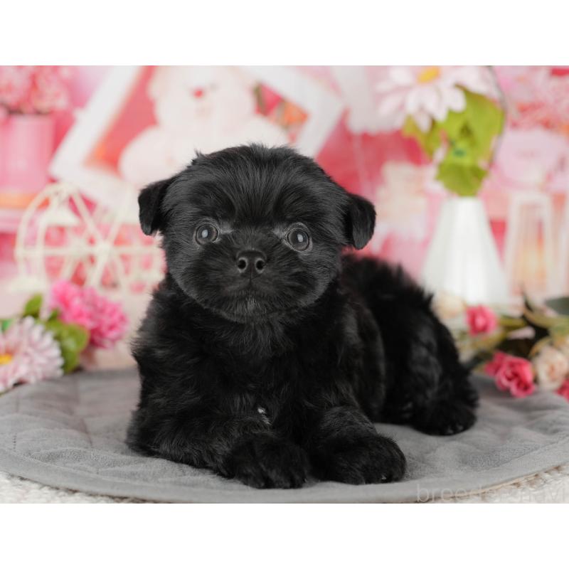 販売中の埼玉県のミックス犬-443843の9枚目