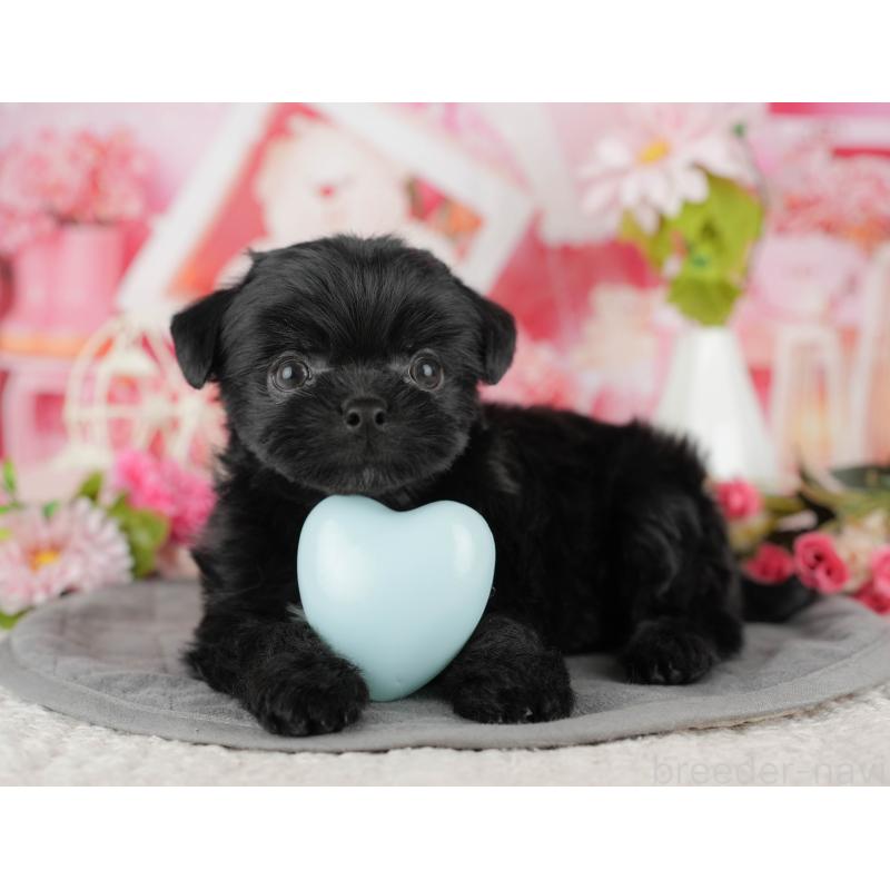 販売中の埼玉県のミックス犬-443843の8枚目