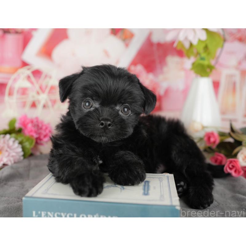 販売中の埼玉県のミックス犬-443843の7枚目