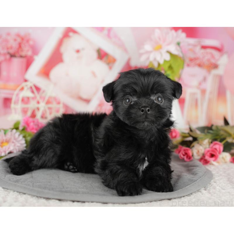 販売中の埼玉県のミックス犬-443843の6枚目