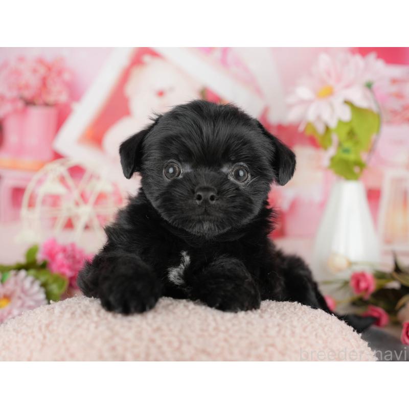 販売中の埼玉県のミックス犬-443843の5枚目