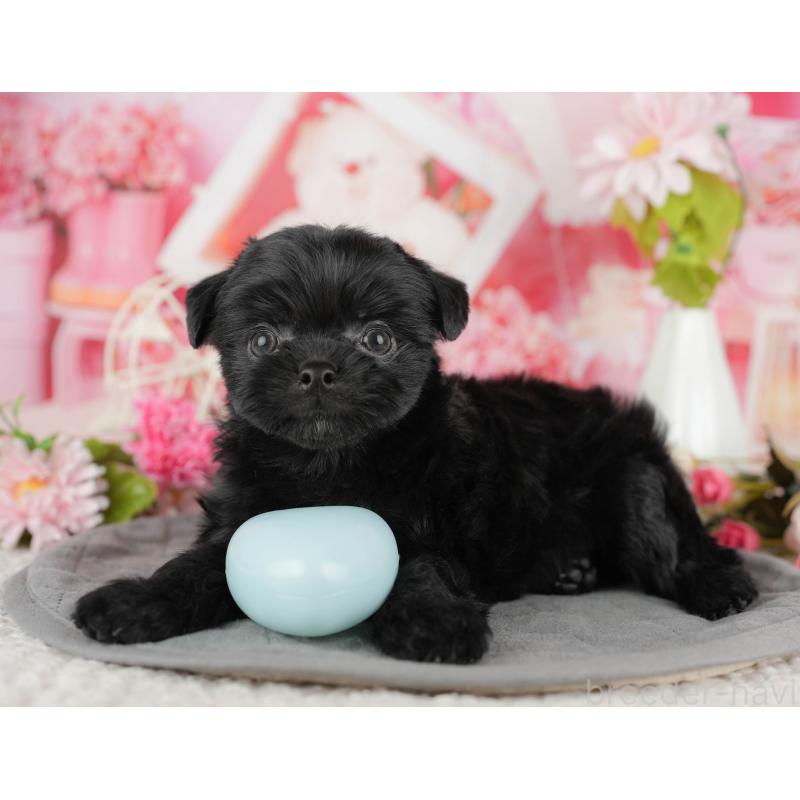 販売中の埼玉県のミックス犬-443843の4枚目