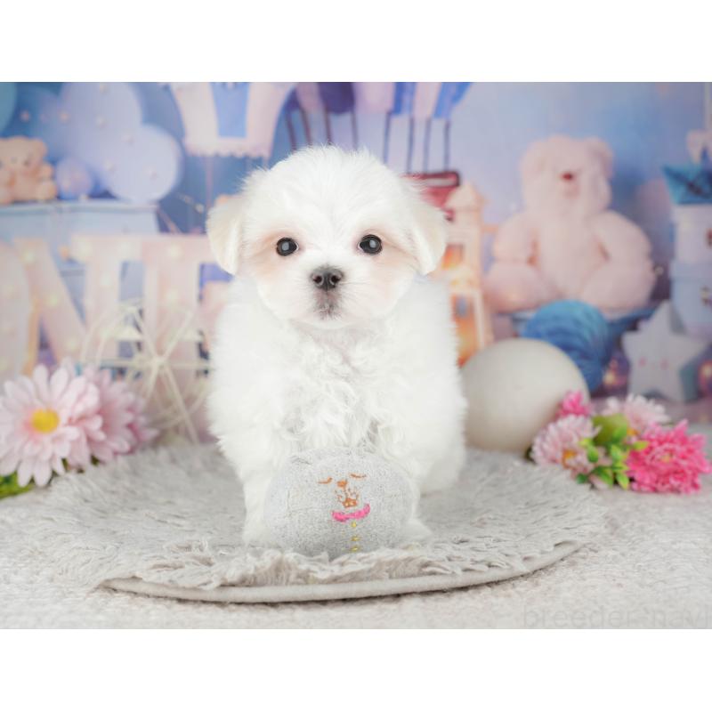 販売中の埼玉県のマルチーズ-443835の11枚目