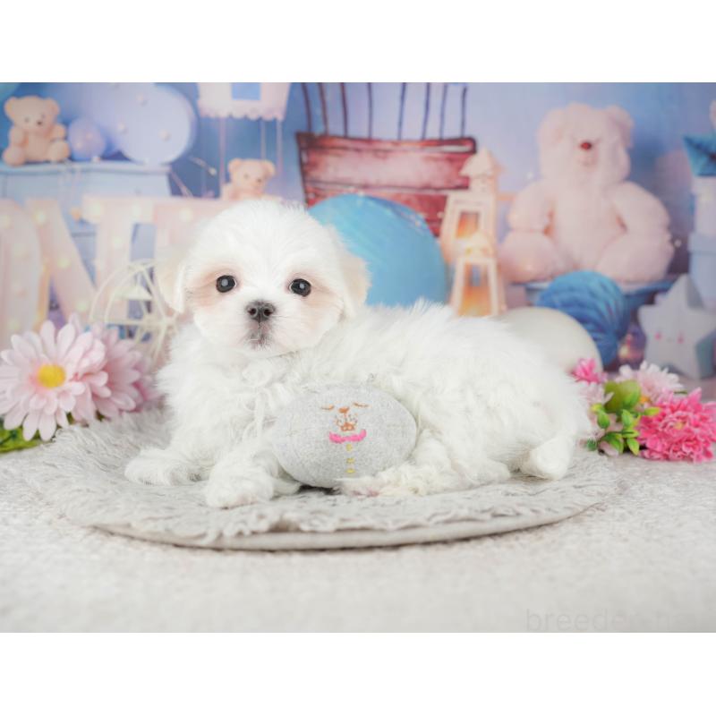 販売中の埼玉県のマルチーズ-443835の10枚目