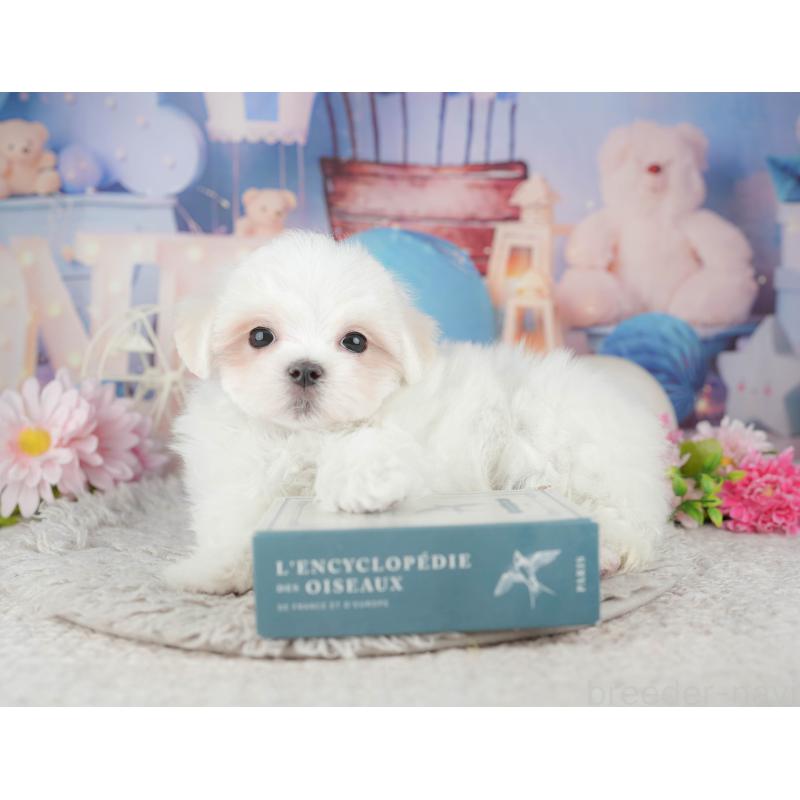 販売中の埼玉県のマルチーズ-443835の9枚目