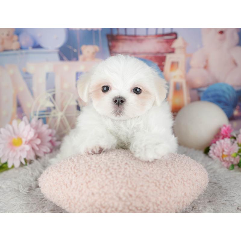 販売中の埼玉県のマルチーズ-443835の8枚目