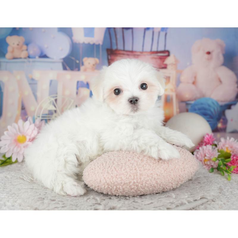 販売中の埼玉県のマルチーズ-443835の7枚目