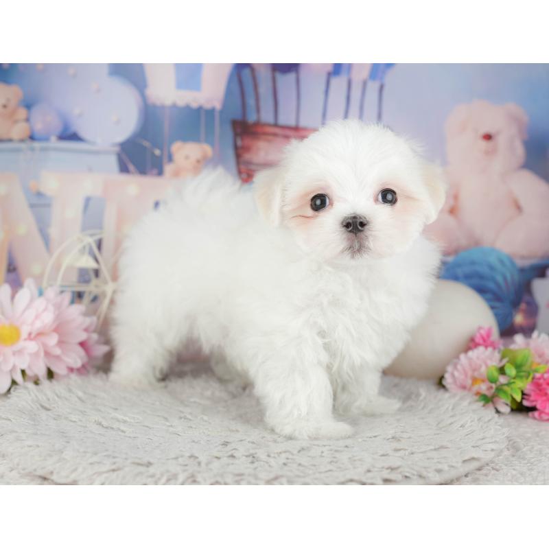 販売中の埼玉県のマルチーズ-443835の6枚目