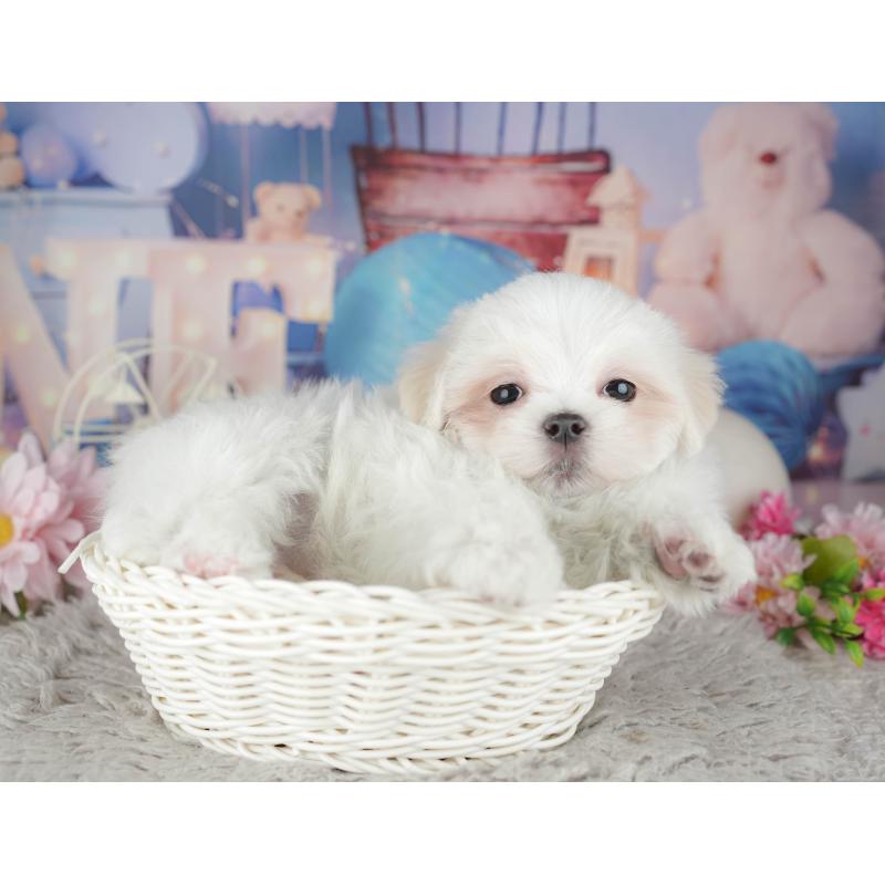 販売中の埼玉県のマルチーズ-443835の5枚目