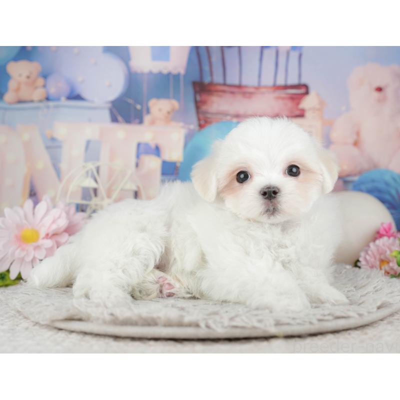 販売中の埼玉県のマルチーズ-443835の4枚目