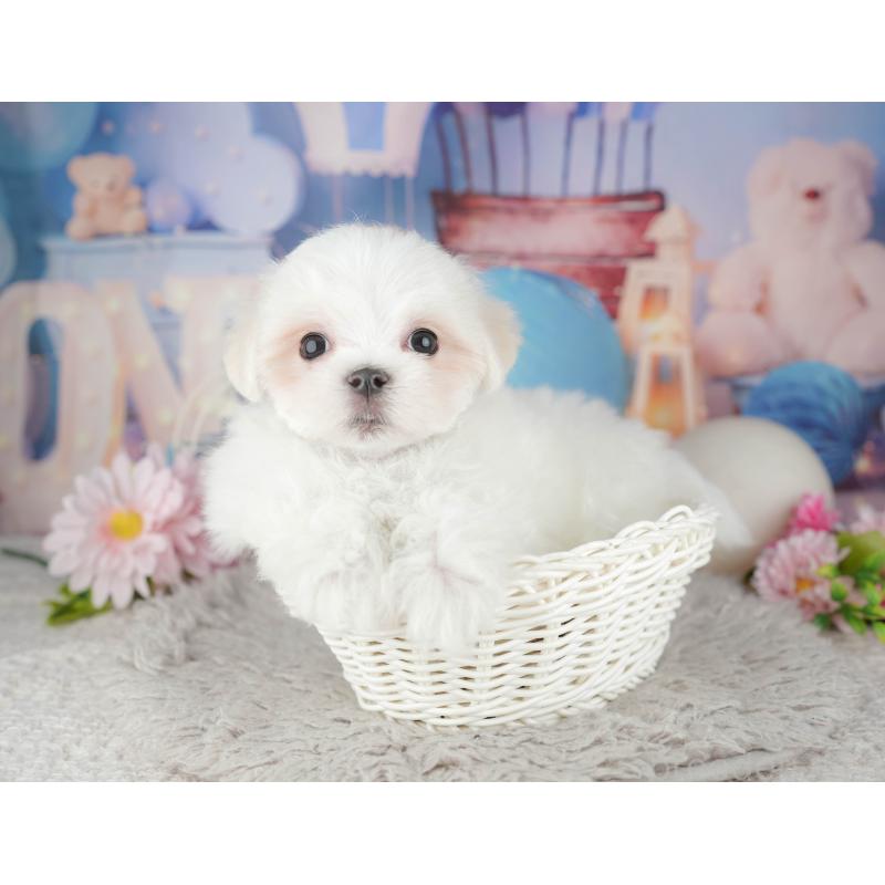 販売中の埼玉県のマルチーズ-443835の3枚目