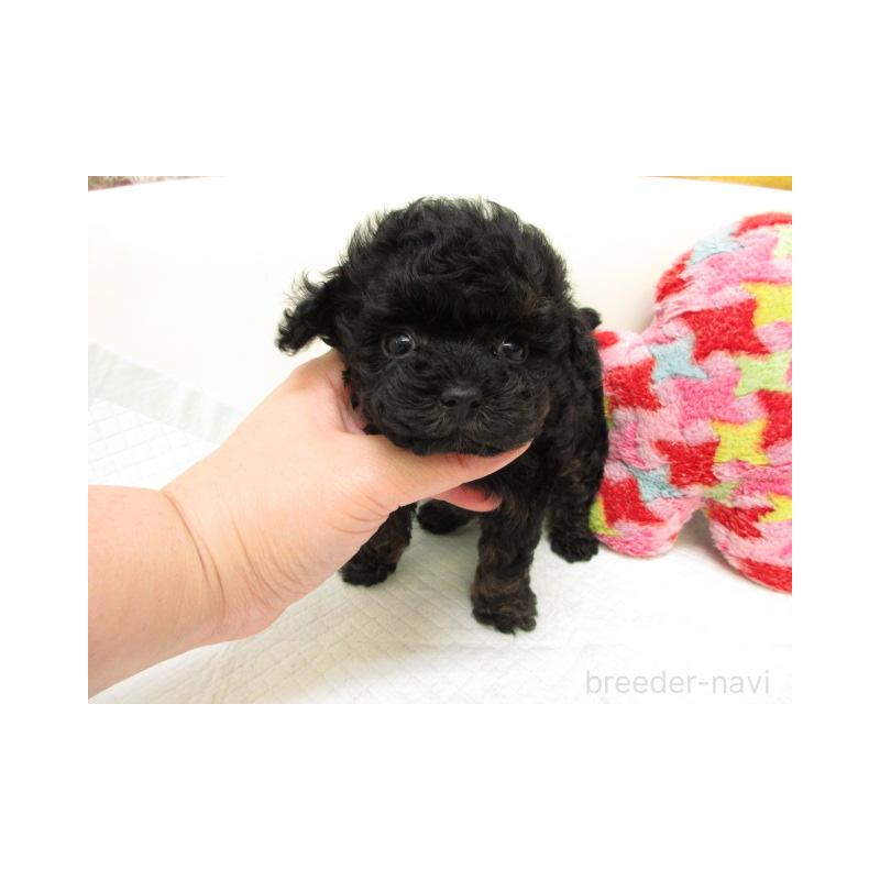 販売中の大阪府のトイプードル-443434の2枚目