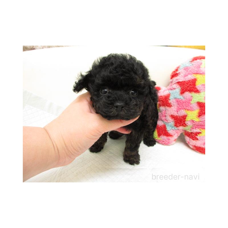 販売中の大阪府のトイプードル-443434