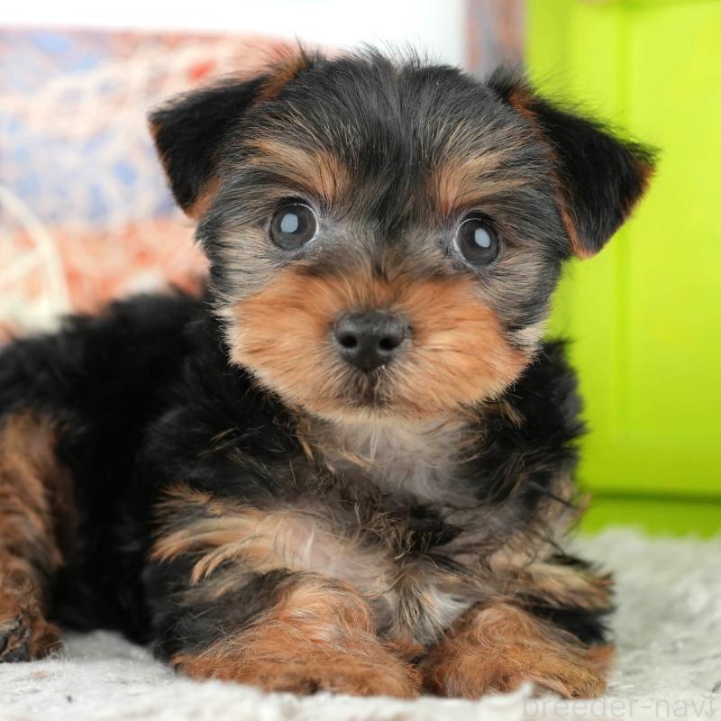 販売中の埼玉県のヨークシャーテリア-443829