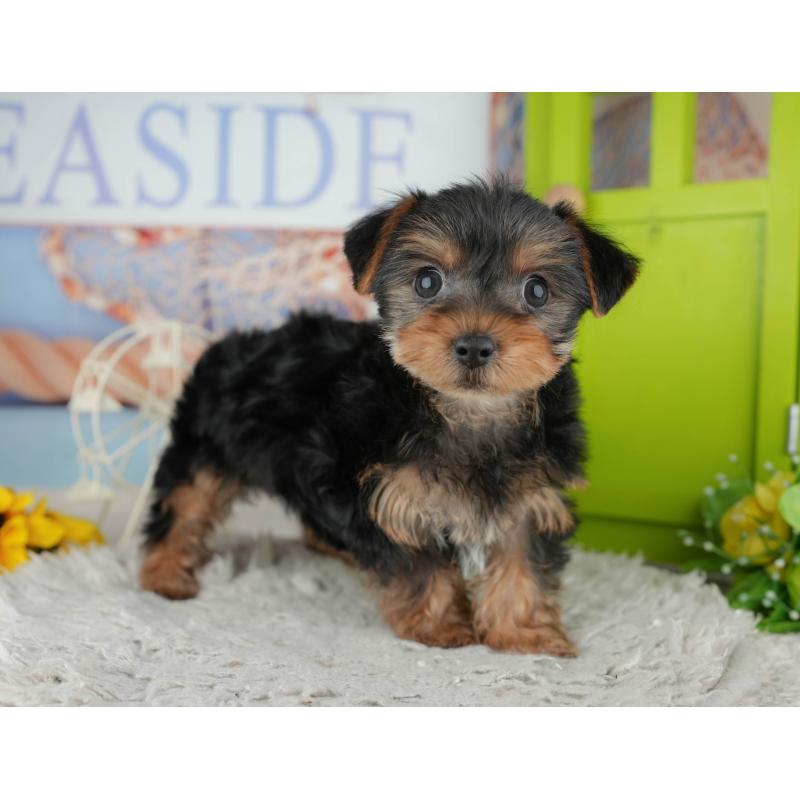 販売中の埼玉県のヨークシャーテリア-443829の11枚目