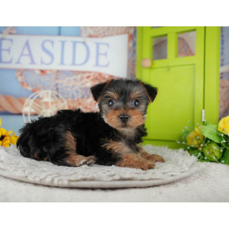 販売中の埼玉県のヨークシャーテリア-443829の10枚目