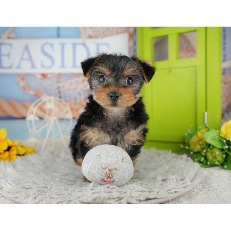 販売中の埼玉県のヨークシャーテリア-443829の9枚目