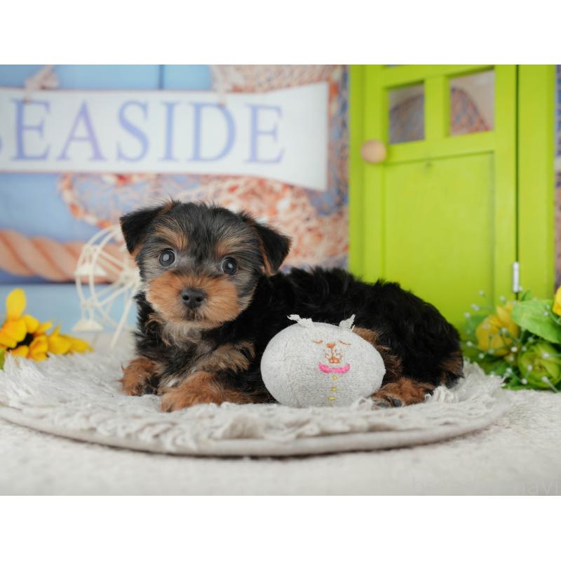 販売中の埼玉県のヨークシャーテリア-443829の8枚目